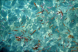 Fische